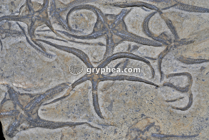 Etoiles de mer fossiles - gryphea.com